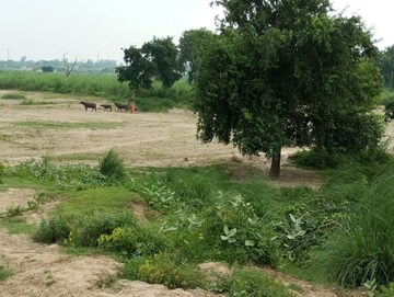 Plot Area in  Plot at Gangaganj – for Sale