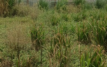 Plot For Sale in Sindhubhavan