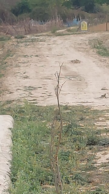 Plot Area in  Plot at Raebareli Road – for Sale