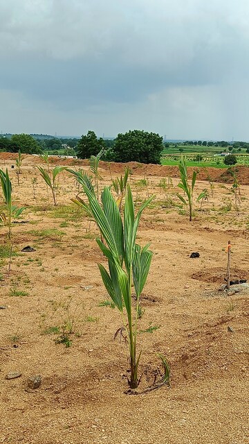 Plot Area in  Plot at Bibinagar – for Sale