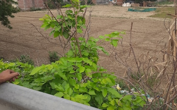 Plot For Sale in Sector 63a