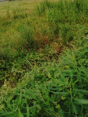 Plot Area in  Plot at Madhuban Bapudham – for Sale