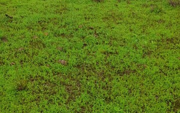 Plot For Sale in Indira Nagar