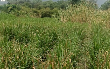 Plot For Sale in Naranpura