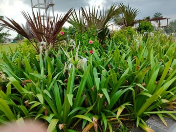  Plot – Garden View at Mihan - for Sale