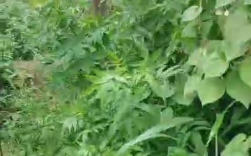 Plot For Sale in Springfield Gajwel Crown, Pragnapur
