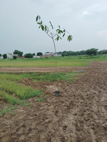 रेसिडेंशियल प्लॉट वर्ग यार्ड फॉर रीसेल इन फ़रूख नगर गुड़गांव  7554184