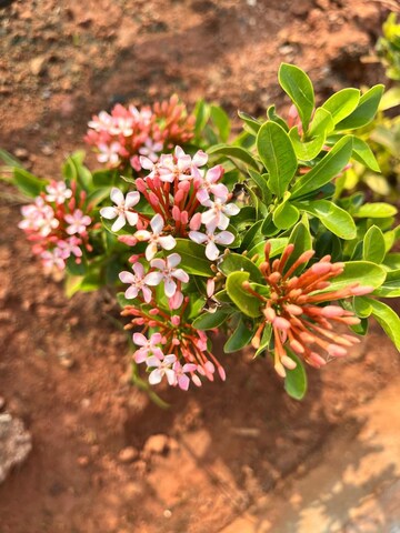  Plot For Sale in Sri Bhumi Eeshaanya, Kankipadu
