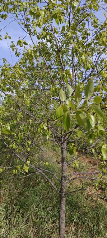 रेसिडेंशियल प्लॉट वर्ग यार्ड फॉर रीसेल इन डमेरा नगर विजयवाडा  7561953