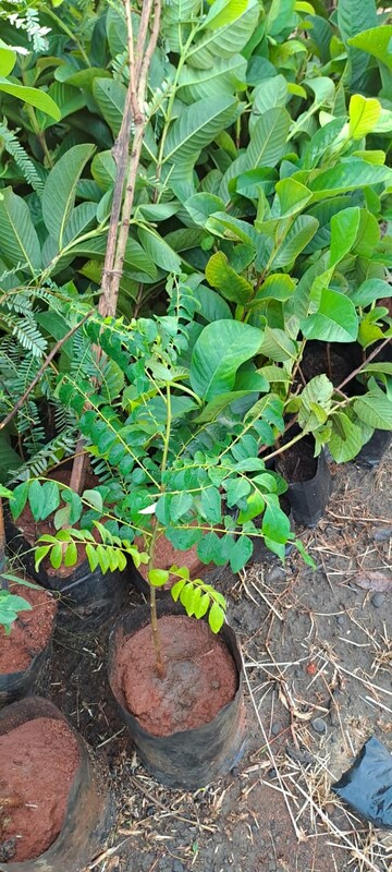  Plot – Map Location View at Narayankhed - for Sale