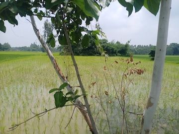 Commercial Land 54000 Sq.Ft. For Resale in Nawabganj Unnao  7568559