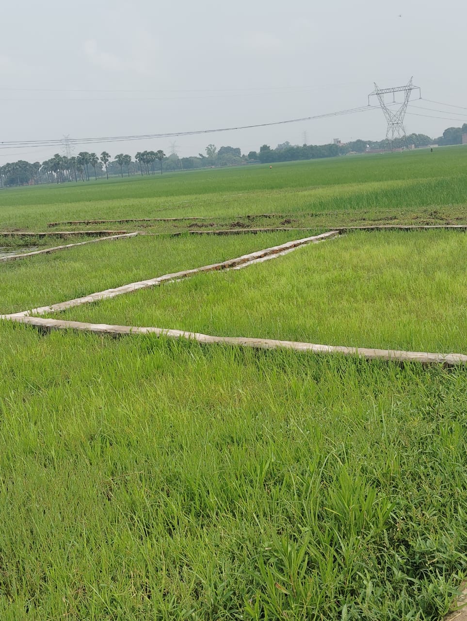 रेसिडेन्शियल प्लॉट वर्ग मीटर फॉर रीसेल इन जीएन सेक्टर सिग्मा दोन इंद्री ग्रेटर नोएडा  7572931