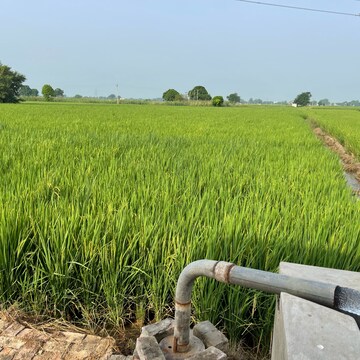 Plot Area in  Plot at Lalton Kalan – for Sale