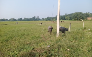 Land For Sale in Mohanlalganj