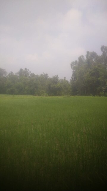Plot Area in  Land at Nawabganj – for Sale