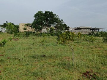 Plot Area in  Plot at Amangal – for Sale