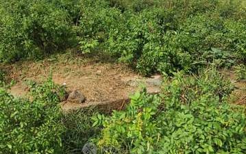 Plot Area in Plot at Jajru – for Sale