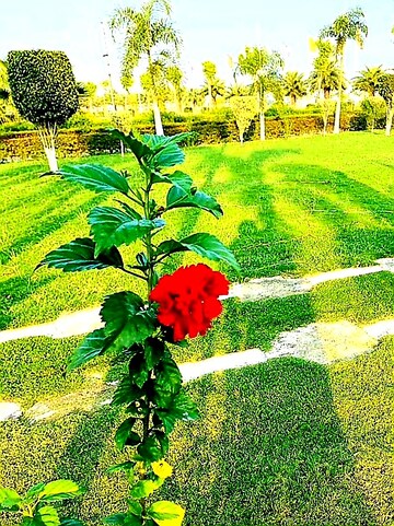  Plot – Garden View at Wing Lucknow Greens Plots, Sultanpur Road - for Sale