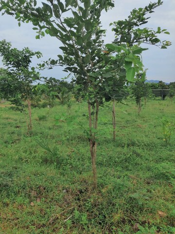Plot Area in  Plot at Bhogapuram – for Sale