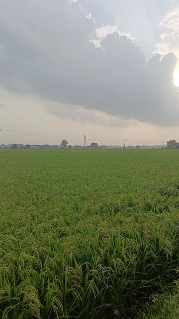 Commercial Land 12 Sq.Mt. For Resale in Barana Panipat  7593947