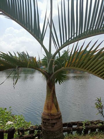 रेसिडेंशियल फ्लैट वर्ग फुट फॉर रेंट इन नोआपारा कोलकाता  7594542