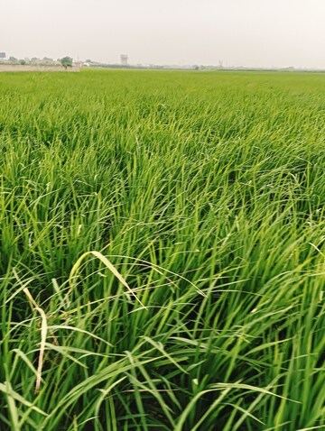 Plot Area in  Plot at GDA Madhuban Bapu Dham Society, Madhuban Bapudham – for Sale