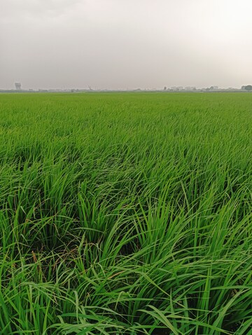 Plot Area in  Plot at GDA Madhuban Bapu Dham Society, Madhuban Bapudham – for Sale