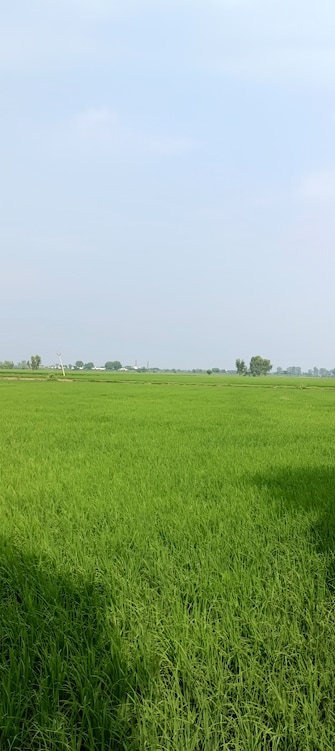 Commercial Land 2 Acre For Resale in Bapauli  Panipat  7611387