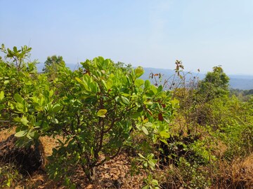  Plot – Garden View at Mangaon - for Sale