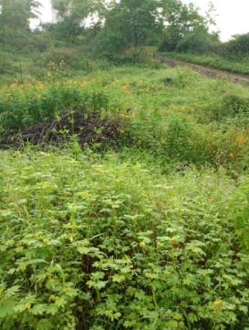 Plot Area in  Plot at Lohgaon – for Sale