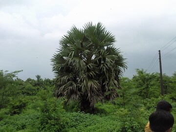  Plot – Garden View at Murbad Karjat Road - for Sale