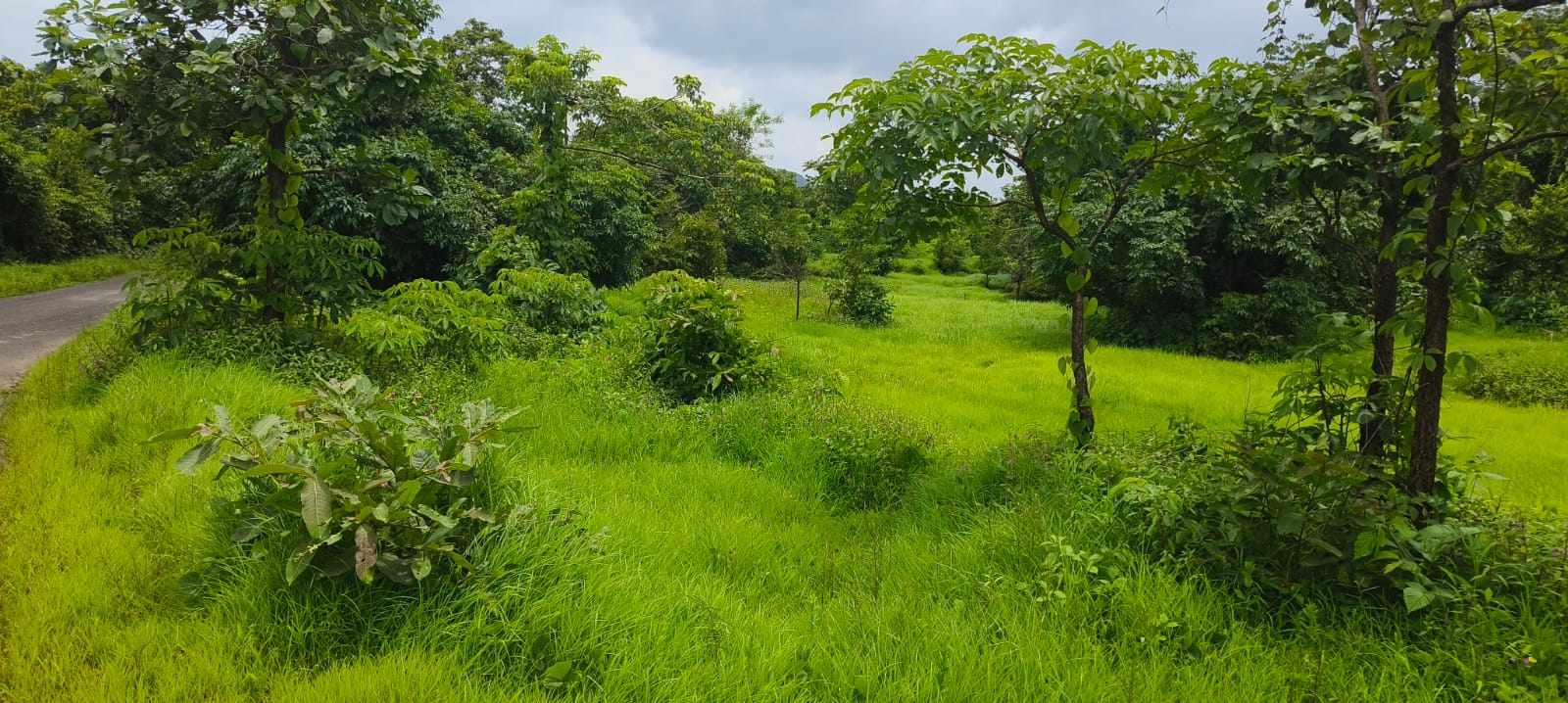 रेसिडेंशियल प्लॉट एकर फॉर रीसेल इन मंगांव रायगढ़  7638250