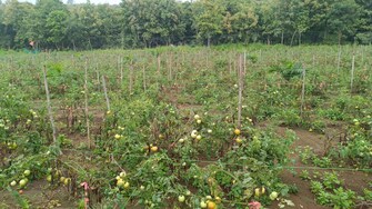 Commercial Land 2 Acre For Rent in Kollur Hyderabad  7641621