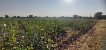 Plot Area in  Land at Kadi - Thol Road – for Sale