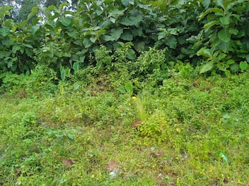 Plot For Resale in Kodibag Karwar  7649850