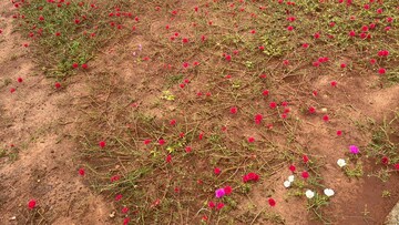 Plot – Garden View at Sri Bhumi Eeshaanya, Kankipadu - for Sale
