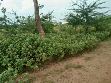 Plot Area in  Plot at Ramoji Film City – for Sale