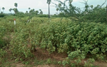Plot For Sale in Nagarjuna Sagar Road