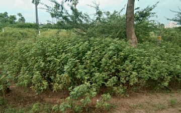 Plot For Sale in Ramoji Film City