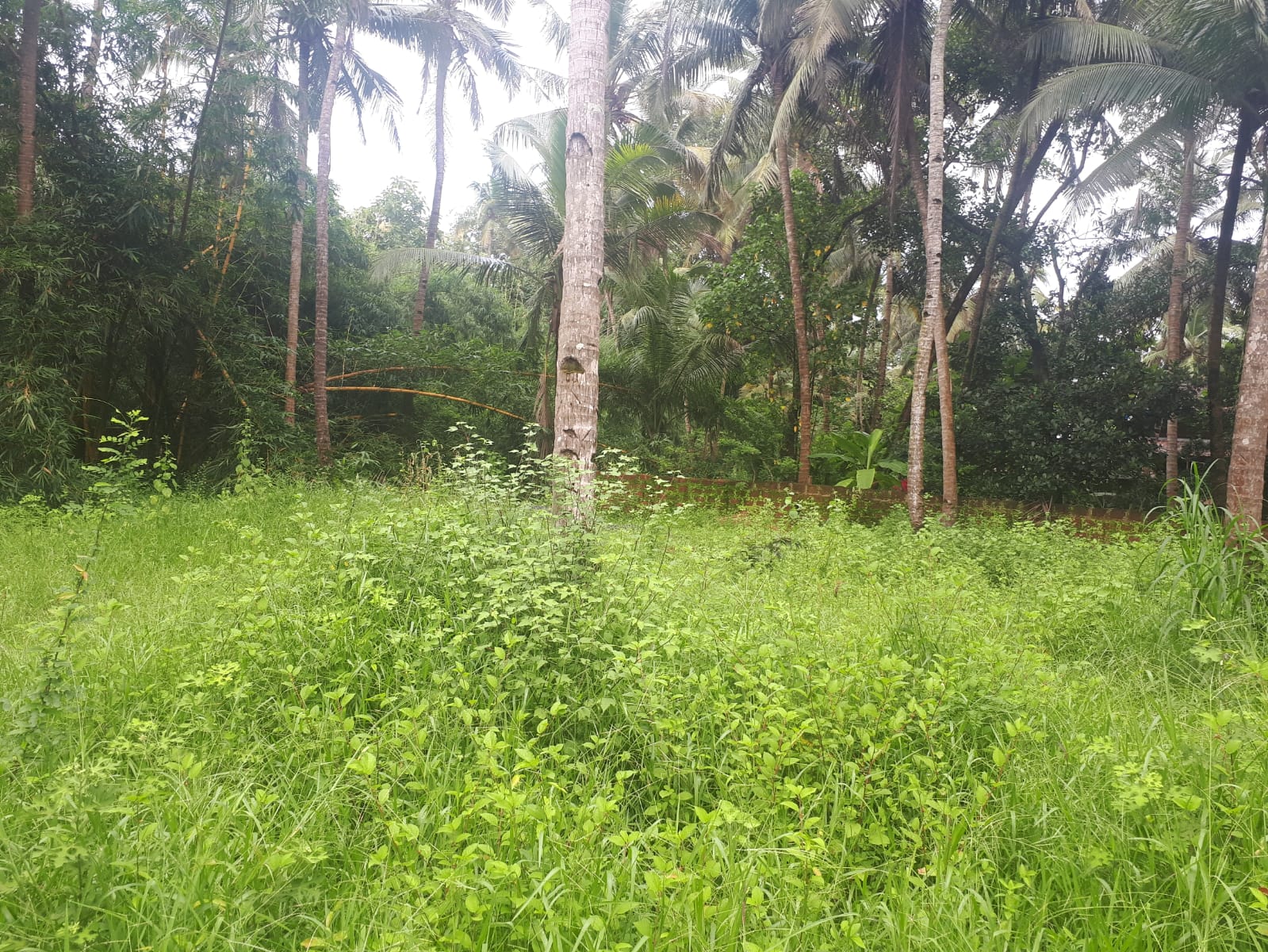 Plot For Resale in Tivim North Goa  7670145