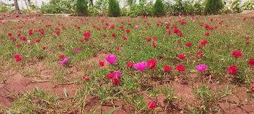  Plot – Garden View at Sri Bhumi Eeshaanya, Kankipadu - for Sale