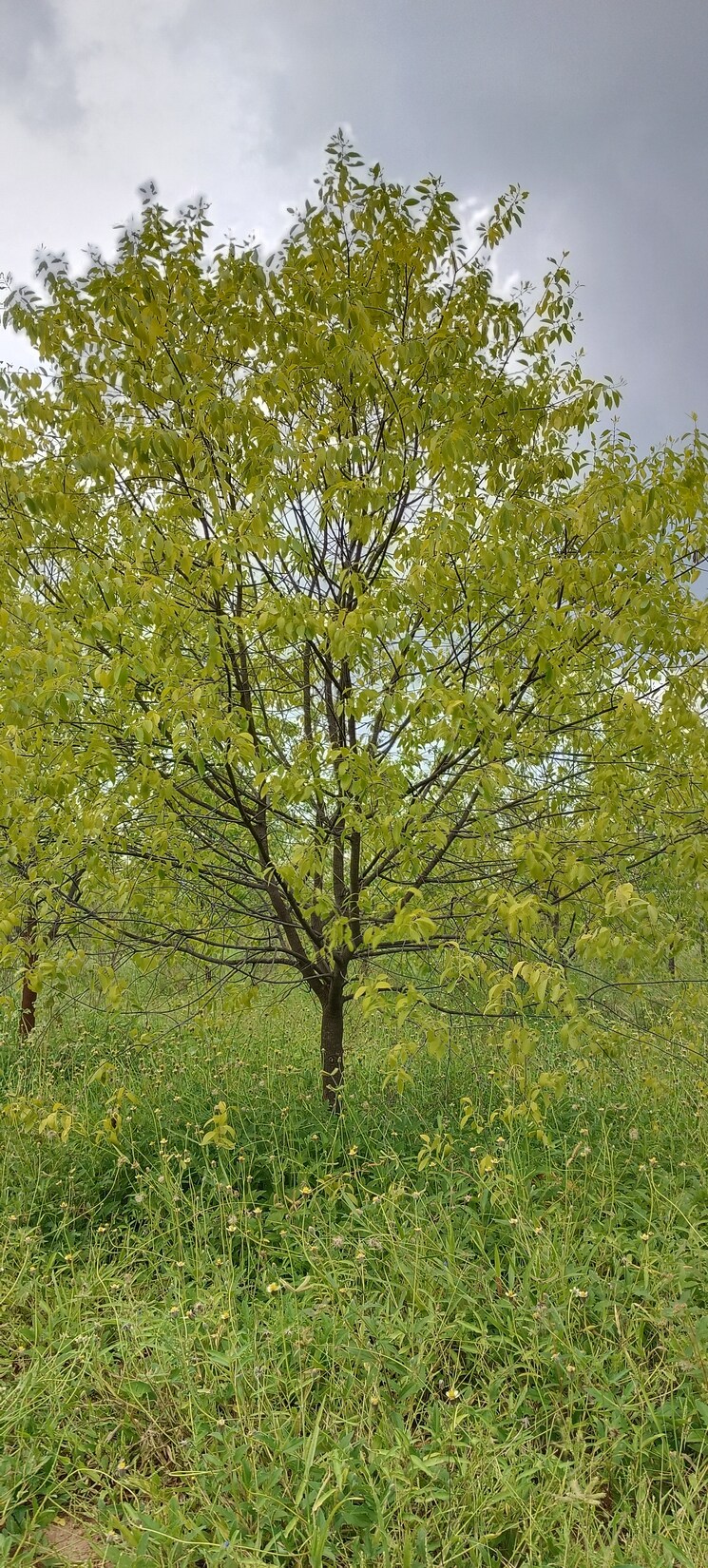 Exterior View, durgapuram  250 Sq.Yd. Plot In Durgapuram Vijayawada 7676406