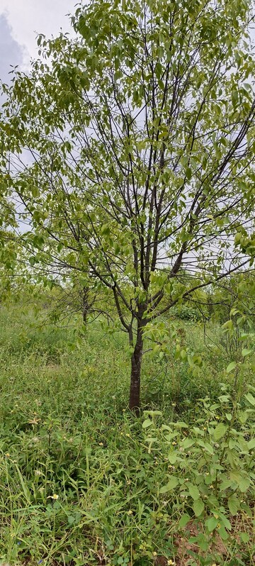  Plot – Exterior View View at Durgapuram - for Sale
