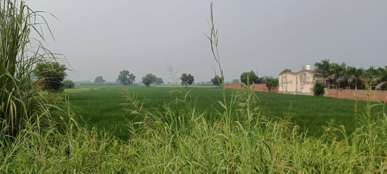 Plot For Resale in Rajender Nagar Rohtak  7679992