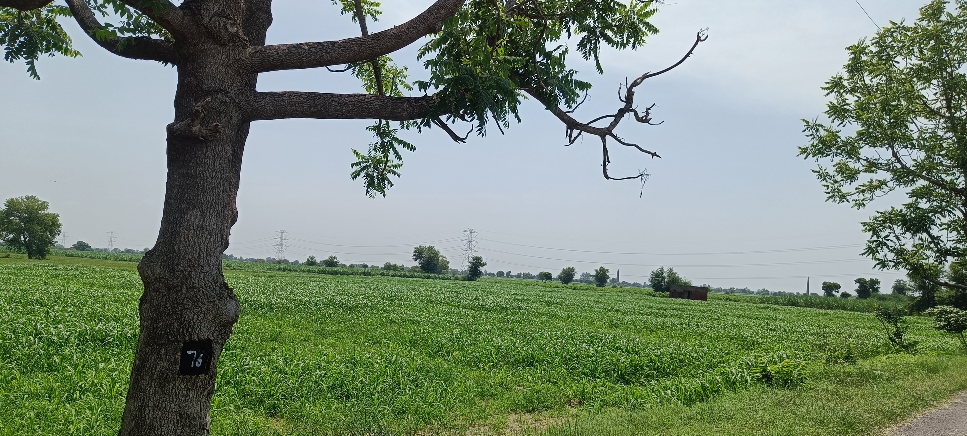 Resale Commercial Land 15 Acre in Kamla Nagar Rohtak 7680017