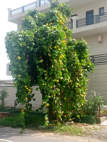  Plot – Garden View at Altus Prime, North Mullanpur - for Sale