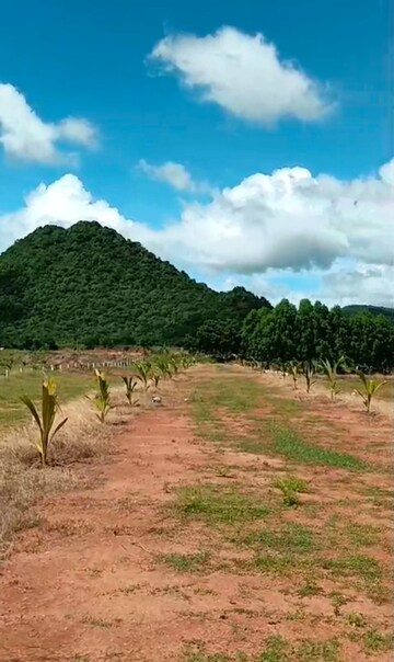  Plot For Sale in Nunna
