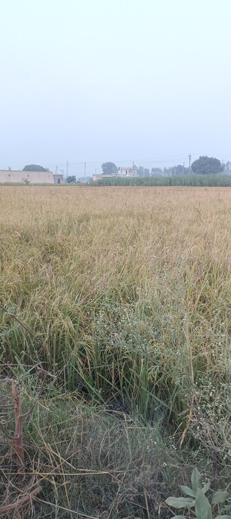 Commercial Land 1500 Sq.Ft. For Resale in Chandoli Panipat  7704103