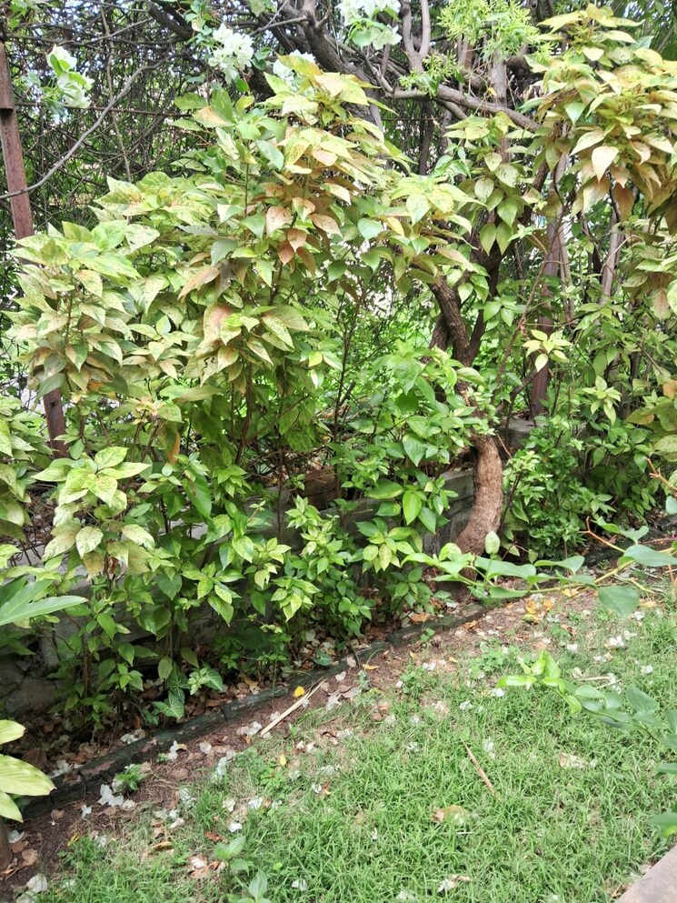 Garden, suma-padma-vilas-enclave 4 Bedroom 5524 Sq.Ft. Villa In Wanowrie Pune 7710641