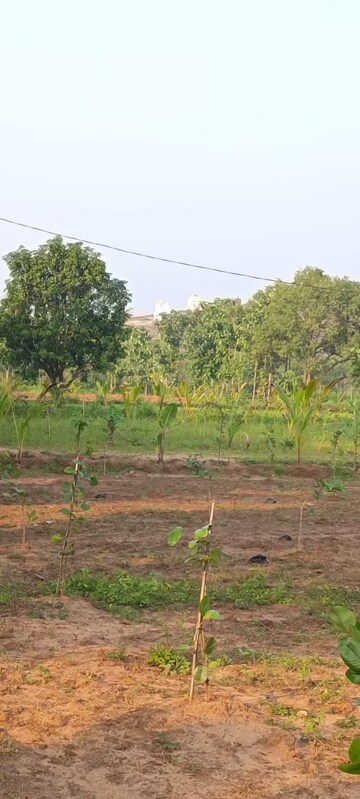 Plot Area in  Plot at Sarada Colony – for Sale